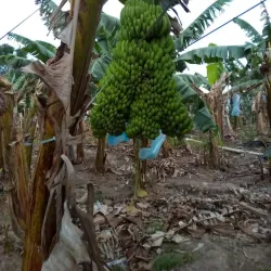 Muang Sing - Luang Namtha (Nam Tha)