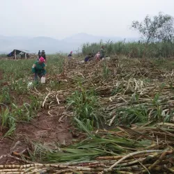 Muang Sing - Luang Namtha (Nam Tha)