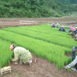 Muang Sing - Luang Namtha (Nam Tha)