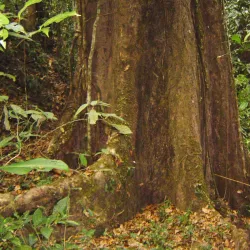 Nam Ha National Protected Area - Luang Namtha (Nam Tha)