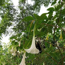 Pha Yueng Waterfall - Luang Namtha (Nam Tha)