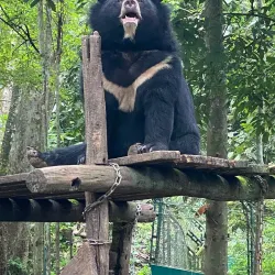 Kuang Si Waterfalls - Luang Prabang