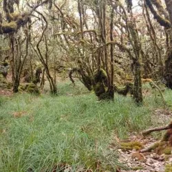 Phou Bia Mountain - Xiangkhouang