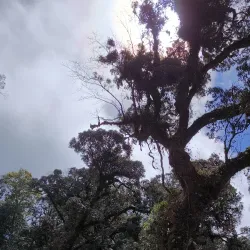 Phou Bia Mountain - Xiangkhouang