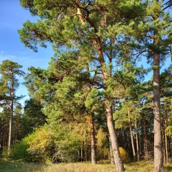 Nature Trails around Ainazi - Ainazi