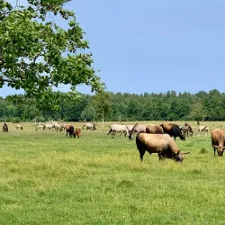 Pape Nature Park (nearby) - Ainazi