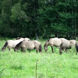 Pape Nature Park (nearby) - Ainazi