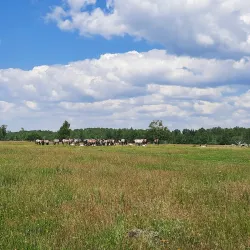 Pape Nature Park (nearby) - Ainazi