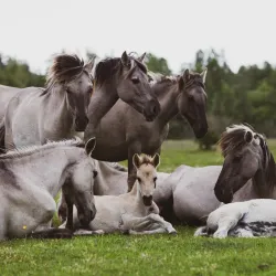 Pape Nature Park (nearby) - Ainazi