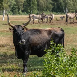Pape Nature Park (nearby) - Ainazi