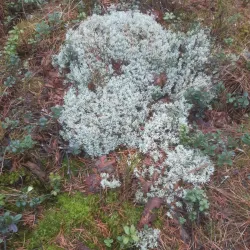 Nature Trails around Aizkraukle - Aizkraukle