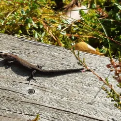 Nature Trails around Aizkraukle - Aizkraukle