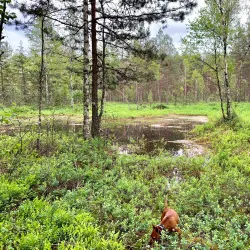 Nature Trails around Aizkraukle - Aizkraukle