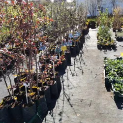 Aluksne Botanical Garden - Aluksne