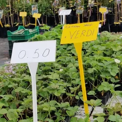 Aluksne Botanical Garden - Aluksne