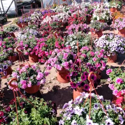 Aluksne Botanical Garden - Aluksne