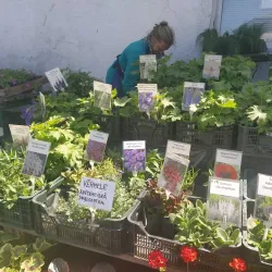 Jelgava Market - Jelgava