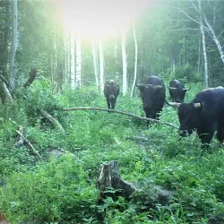 Kemeri National Park - Jurmala