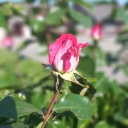 Kandava Market - Kandava