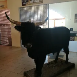 Madona Market - Madona