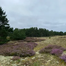 Dune Landscapes near Pavilosta - Pavilosta