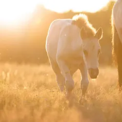 Pape Nature Park - Pavilosta