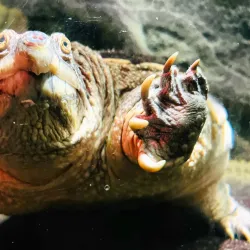 Latgale Zoo - Rezekne