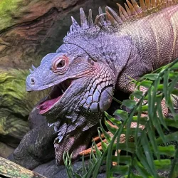 Latgale Zoo - Rezekne