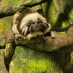 Latgale Zoo - Rezekne