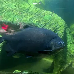 Latgale Zoo - Rezekne