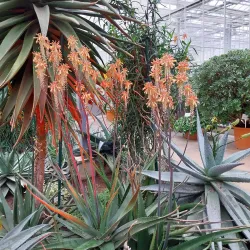 Salaspils Botanical Garden - Salaspils