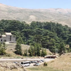 Lebanese Cedar Forests near Aley - Aley