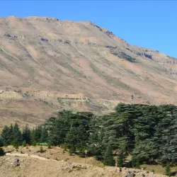 Lebanese Cedar Forests near Aley - Aley