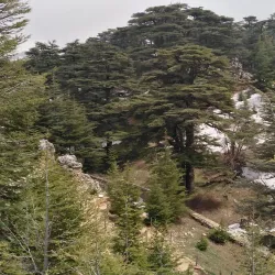 Lebanese Cedar Forests near Aley - Aley