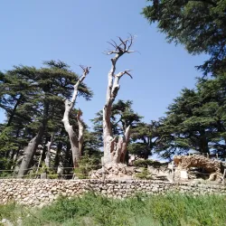 Lebanese Cedar Forests near Aley - Aley