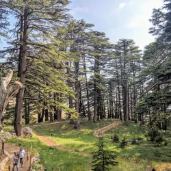 Lebanese Cedar Forests near Aley - Aley