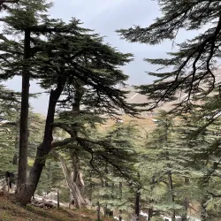 Lebanese Cedar Forests near Aley - Aley