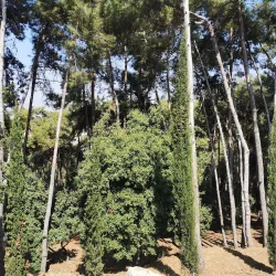 Baabda Forest - Baabda