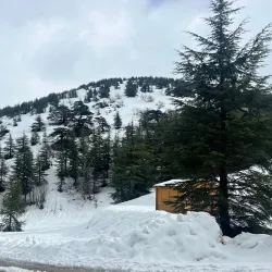 Chouf Cedar Reserve (nearby) - Baabda
