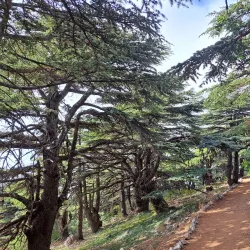 Chouf Cedar Reserve (nearby) - Baabda