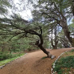 Chouf Cedar Reserve (nearby) - Baabda