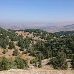 Barouk Cedar Forest - Bakaata