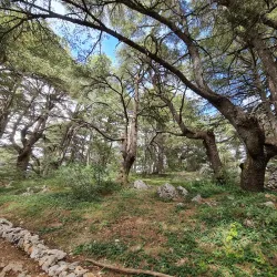 Barouk Cedar Forest - Bakaata