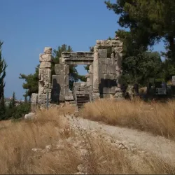 Chhim Olive Groves - Chhim (Shheem)