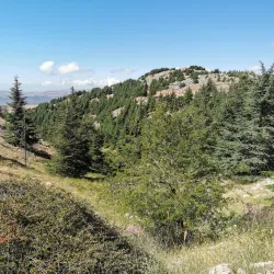 Nearby Cedar Forests - Chhim (Shheem)