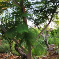 Damour River - Damour