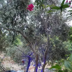 Damour River - Damour