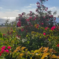 Old Damour Town - Damour