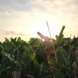 Old Damour Town - Damour