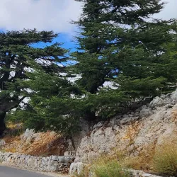 Chouf Cedar Reserve (nearby) - Deir Al Qamar